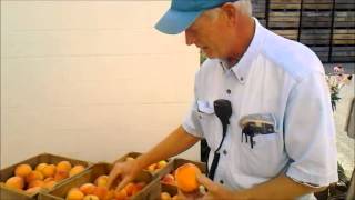 How to Pick a Perfect Peach at Farmers Market