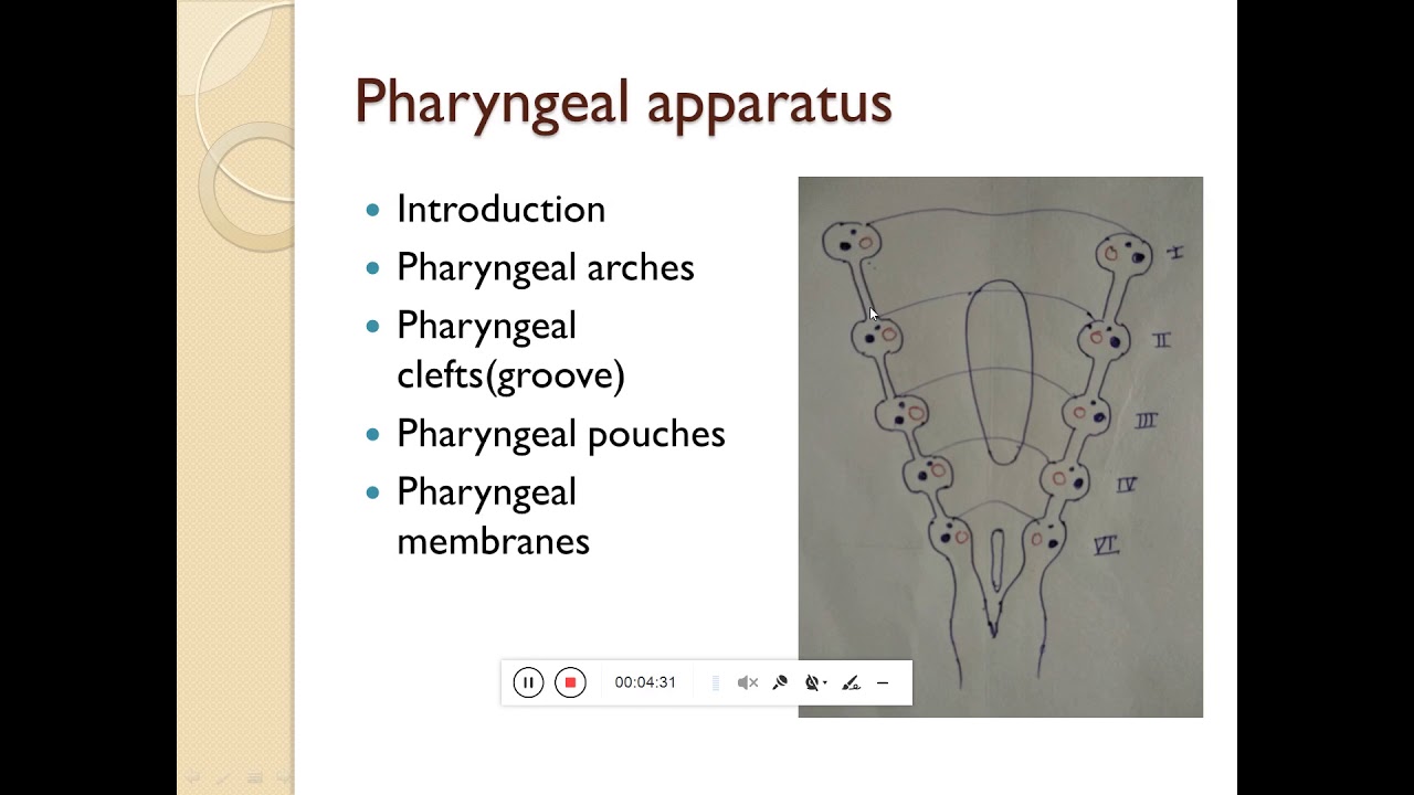 Development of Pharyngeal arches Part 1 - YouTube