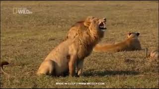 Download Lagu mentahan ketawa MP3