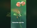 bas Tera sath ho #song #status # short