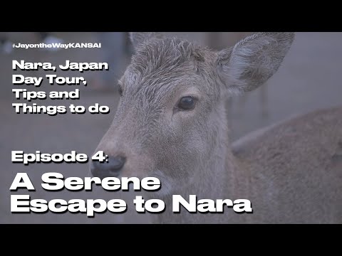 Episode 4: A Serene Escape to Nara, Japan 🇯🇵 (#JayontheWayKANSAI: Nara Japan Day Tour & Travel Tips)