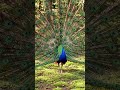 peacock dancing in the forest. #viral #trending #youtubeshorts #ai #goviral #animals #pubg