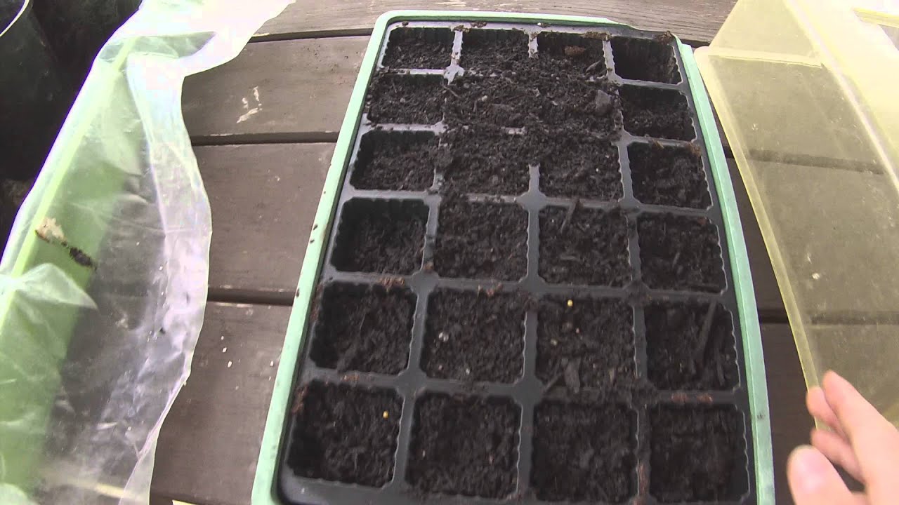 How to grow White Strawberries from seed (pineberries)