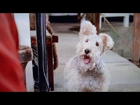 Videó: Hogyan Tapasztalják Meg A Kutyák A Világot: 2. Rész