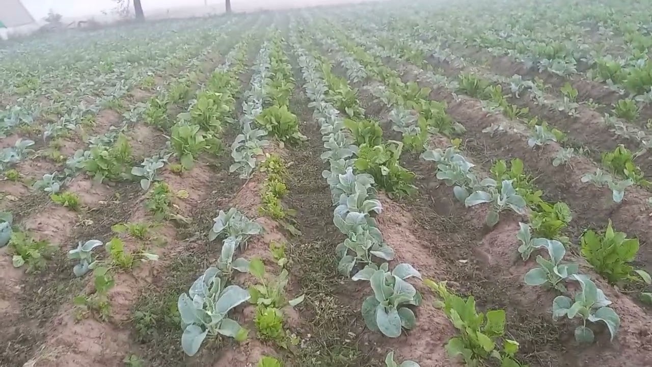 Inter-Cropping Cauliflower and Spinach 