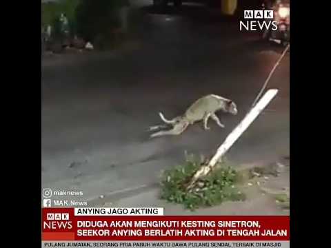 Video: Pakar Sinologi Bercakap Mengenai Bahaya Penggunaan Pembersih Untuk Kaki Anjing