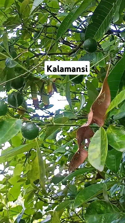 kalamansi