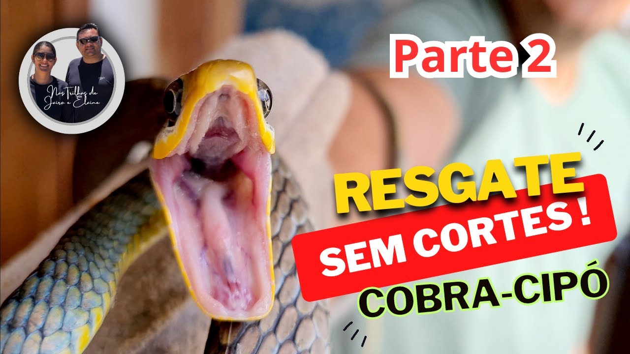 Projeto Serelepe: Cobras de Verdade na Cidade!