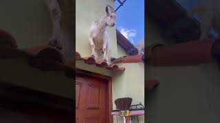 André E Suas Proezas