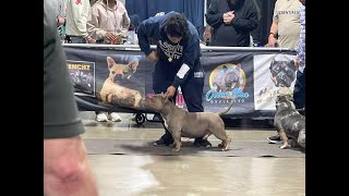 Dog Show 2024 Live Pocket Bully Division | INDIANA 8X BRC GLOBAL WEEKEND March Madness #masterbolo