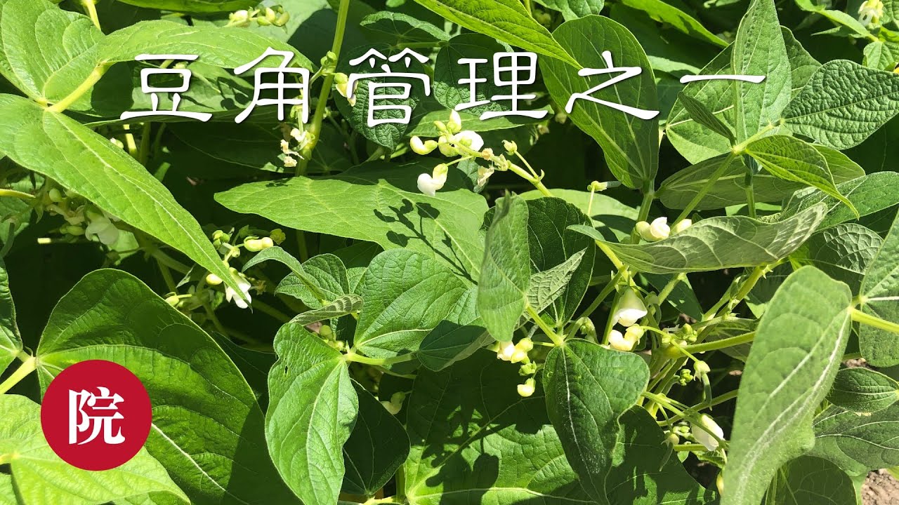 彬彬有院 种 197空心菜扦插 Youtube