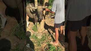 Chainsaw Required for Animal Rescue || ViralHog