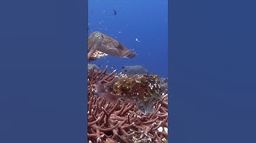 Masters of Disguise: Broadclub Cuttlefish of the Solomon Islands