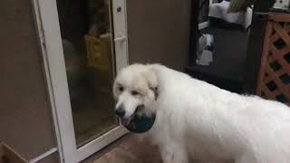ジェントルマンなアラン greatpyrenees グレートピレニーズ