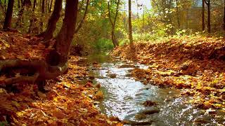Experience Blissful Autumn Calm with Meditative Sounds - 30 minutes unguided meditation