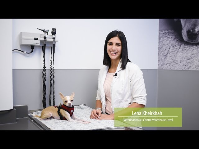 How to administer oral medication to your dog?