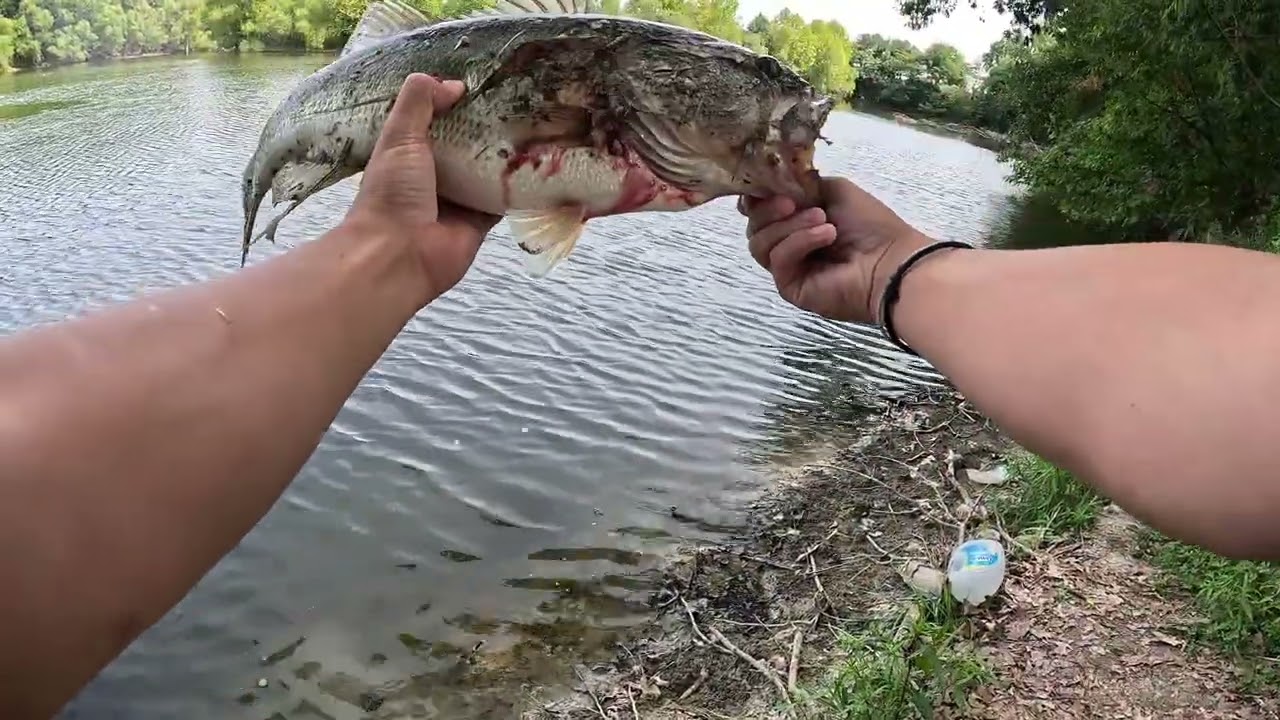 Quick fish fight highlights (Big bass!)