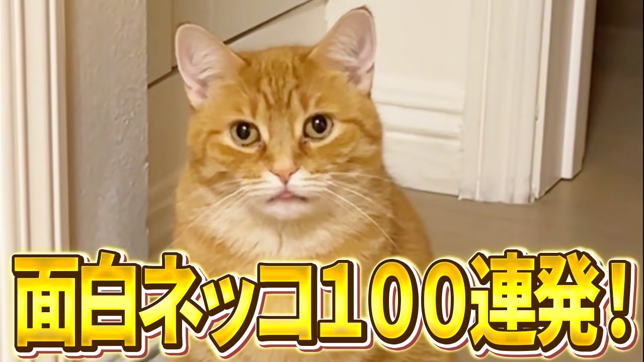 We've reached the psychology of the universe] 100 funny cats