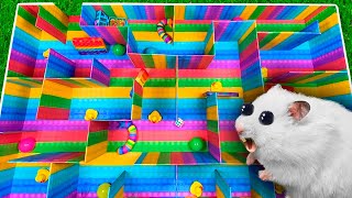 🌈 Giant Pop It Maze for Hamster 🐹