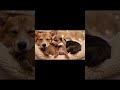 Newborn Corgis &amp; Momma: Pure Bliss ✨#shorts#corgi #puppies