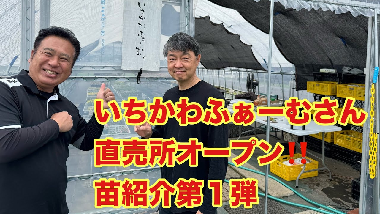 【いちかわふぁーむ】【セダム】直売所オープン‼️