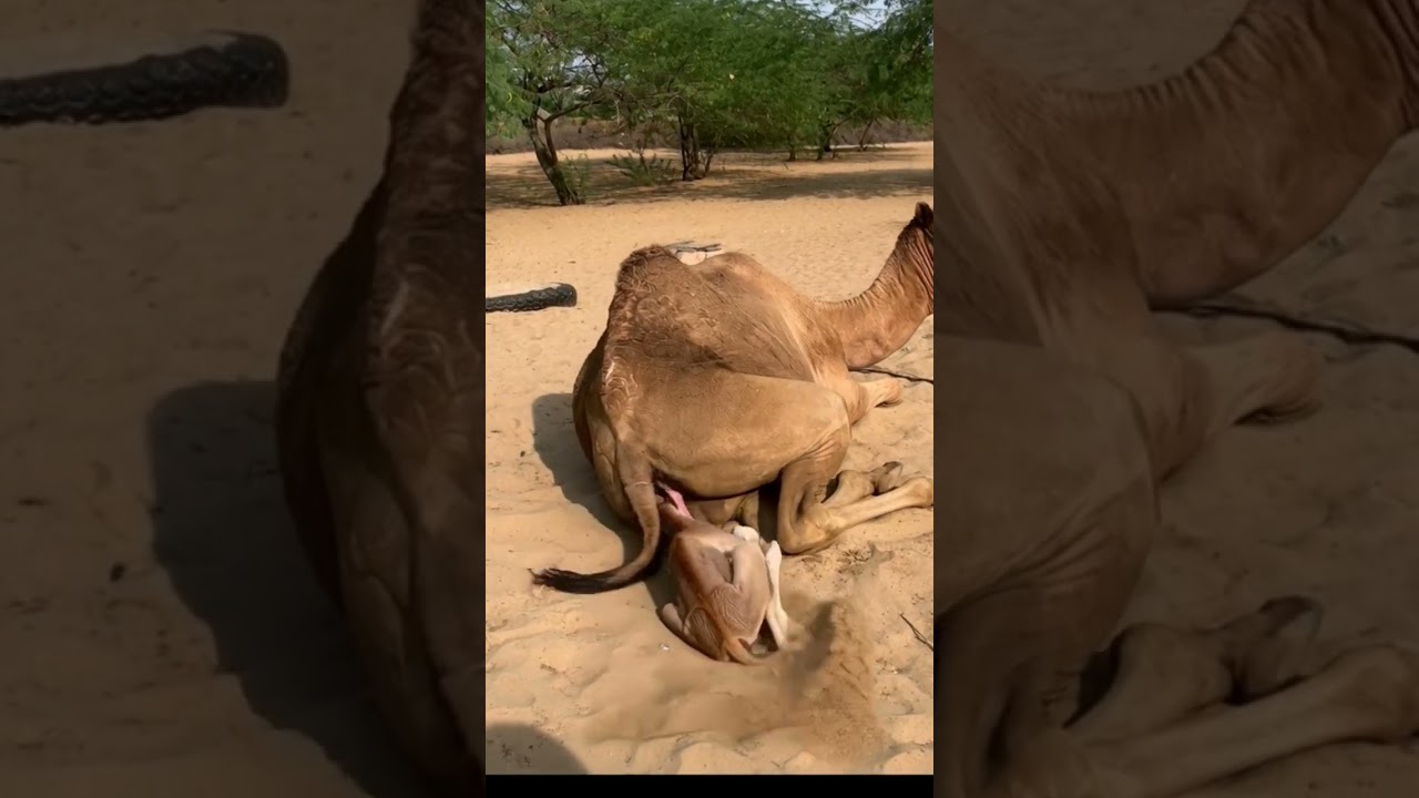 camel giving her a baby birth