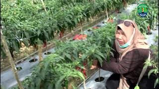 Agro Tani Mandiri Hasilkan Panen Cabai