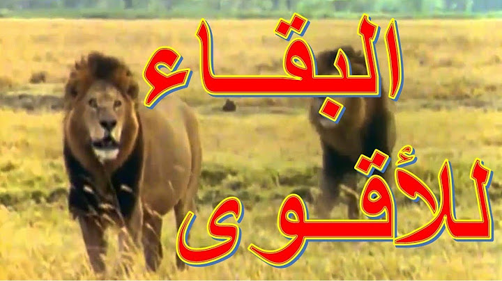شاهد ماذا يفعل أسد جديد مع زمرة الأسود عندما يريد أن يكون هو المسيطر؟!!!