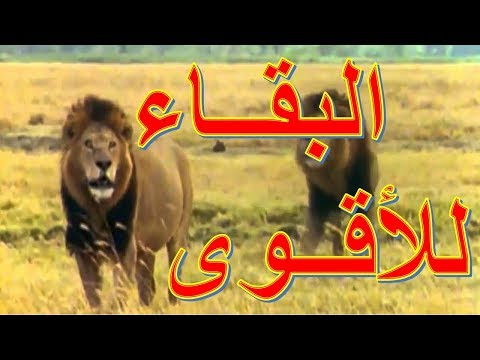 فيديو: علامة زودياك - أسد