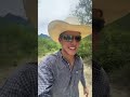 Cambio de pasta en rancho Los Amoles #rancho #cowboy #vaquero #mexico  #wittogonzlez #shorts