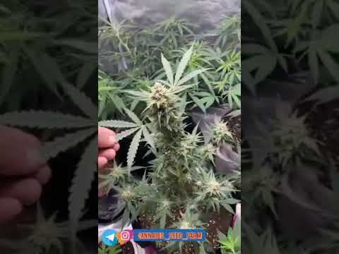 آموزش کاشت ماریجوانا نتیجه کودهای تخصصی کانابیس سیدفارم