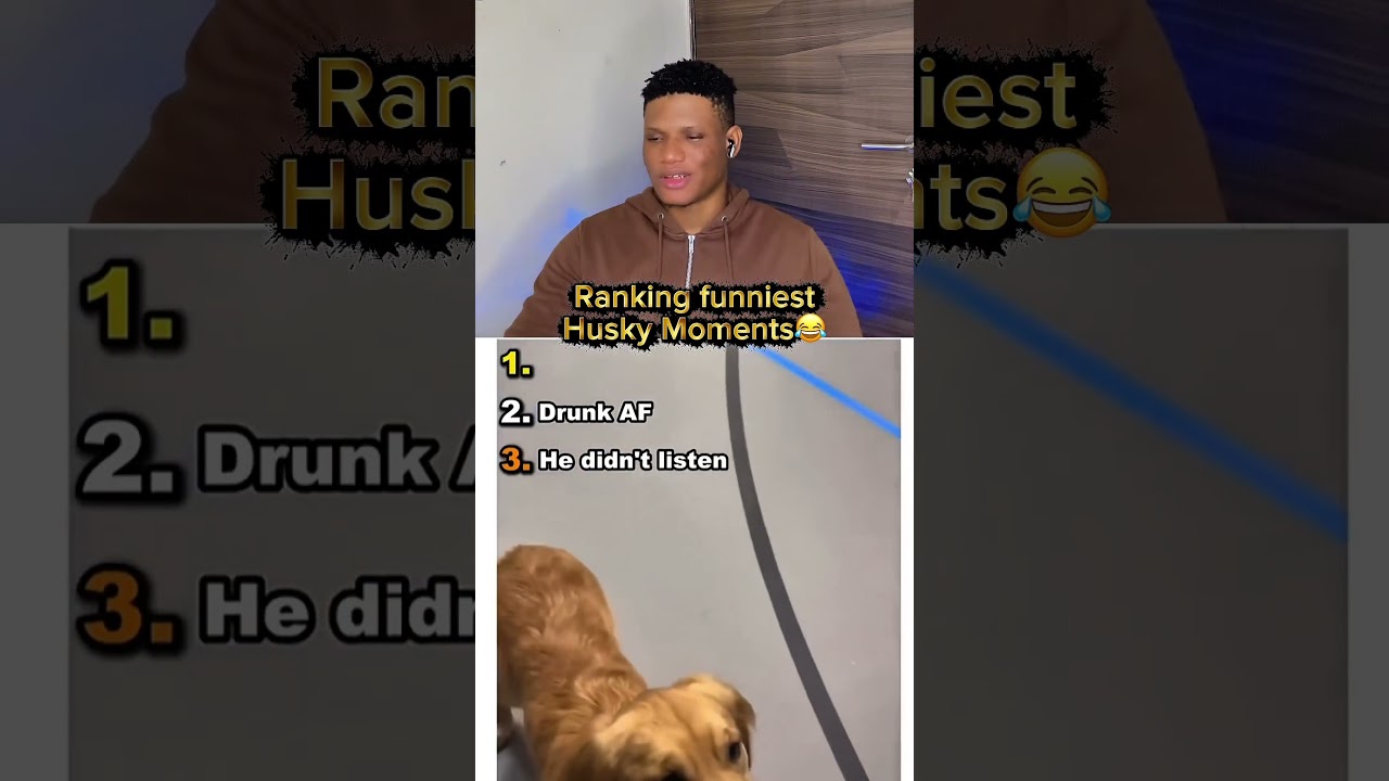 Funniest husky moments😂