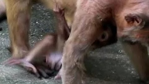 Baby monkey who can not grasp well