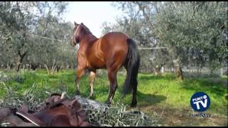 Due cavalli rubati a Giovinazzo: una ricompensa per chi li trova