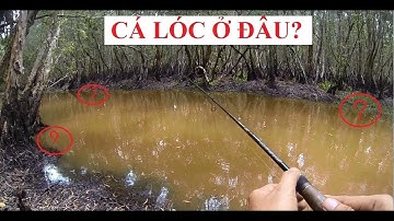 KINH NGHIỆM CÂU CÁ LÓC CHO NGƯỜI MỚI - CÁCH NHẬN BIẾT CHỖ CÓ CÁ
