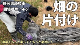 農業 静岡 青ネギの収穫が終わったので植え替えの為にマルチを剥がす