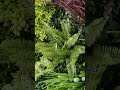 Artificial Green Plant Wall Panels | Leading Artificial Plant Wall Manufacturer in China