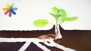 Как избавиться от вредителей на картошке по-народному? – Все буде добре. Выпуск 1007 от 26.04.17 Как избавиться от вредителей на картошке по-народному? – Все буде добре. Выпуск 1007 от 26.04.17