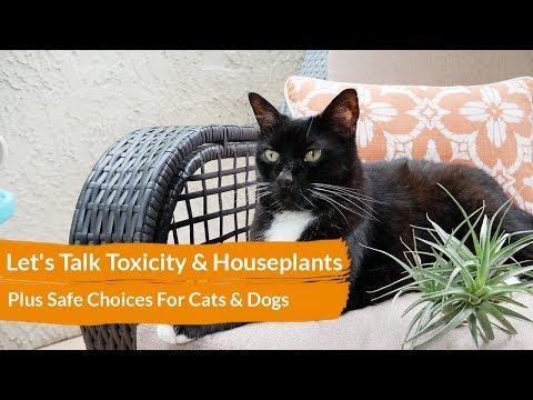 Vídeo: Pet Talk: Toxicidade Doméstica