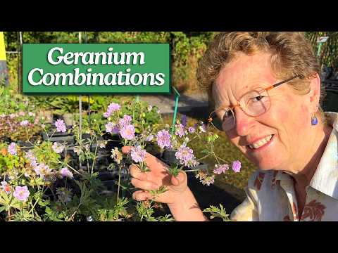 5 Geraniums & Perfect Companion Planting to Pair Them With