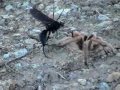 tarantula hawk vs tarantula