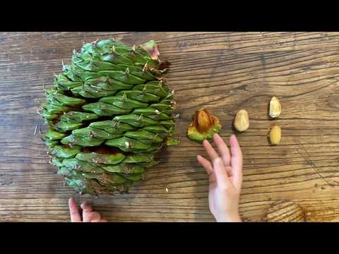 วีดีโอ: ถั่ว Bunya อยู่ได้นานแค่ไหน?