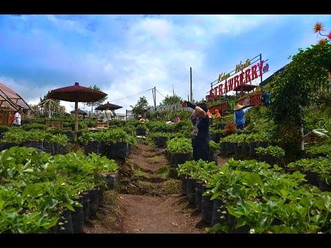 Kebun Kurma Pasuruan Doovi