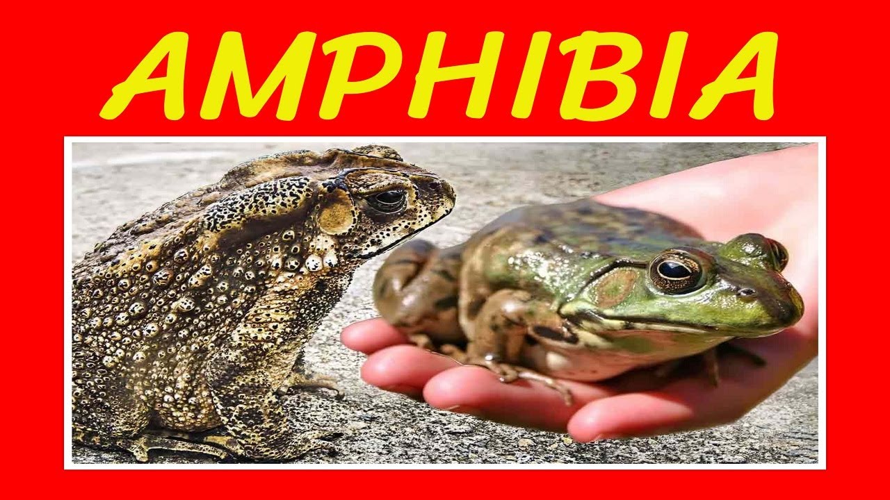 Amphibia Definition Class Amphibia Toad