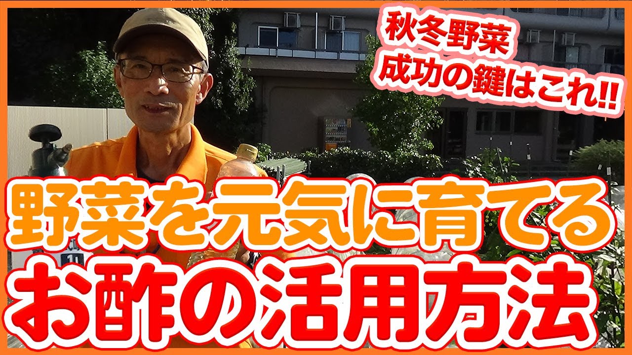 Tips for Growing Winter Vegetables from a Japanese Farmer ! - YouTube
