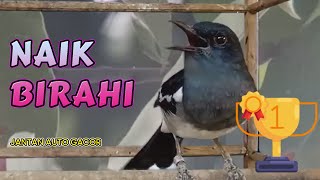 SUARA KACER BETINA PENAIK BIRAHI JANTAN PALING CEPAT! TESTED DI LAPANGAN