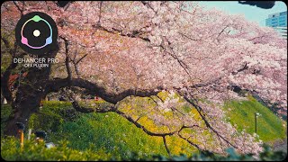 Cherry Blossom in Tokyo | Dehancer Pro Film Emulation