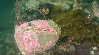 Feeding a pinto abalone some kelp