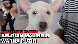 BELGIAN MALINOIS PUTIH  HANYA 1 EKOR DI INDONESIA