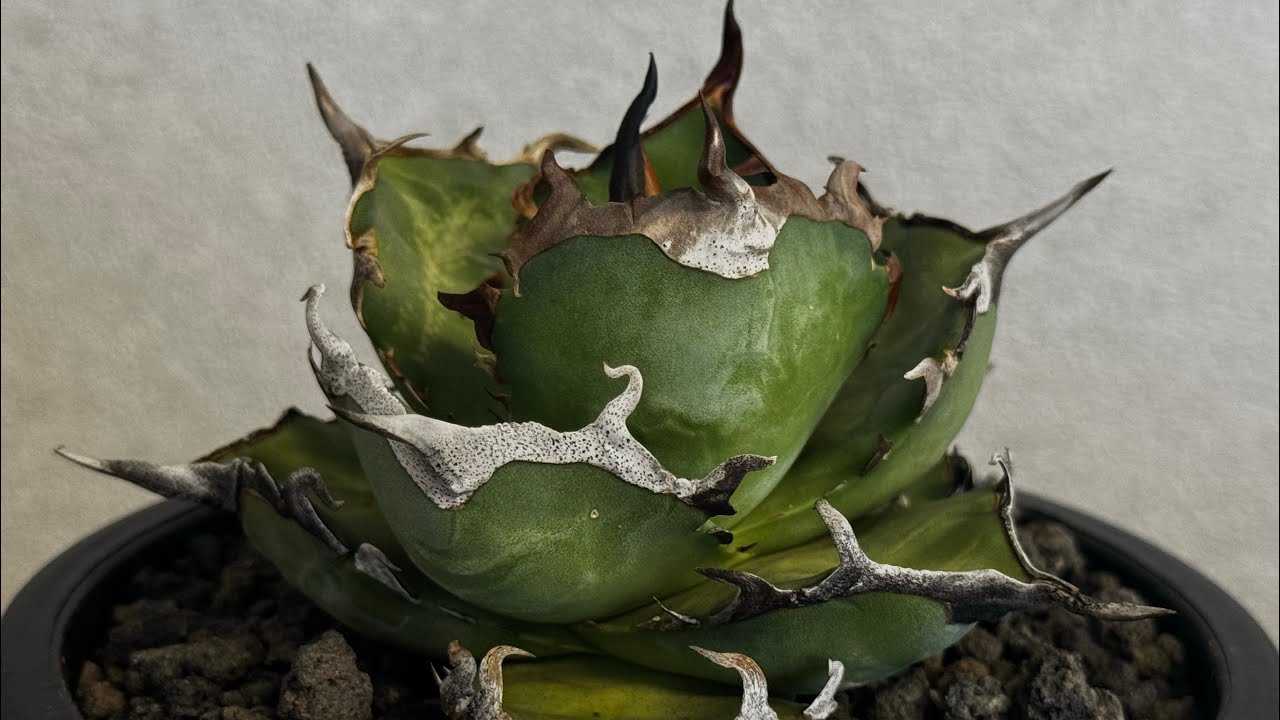 アガベ・チタノタ ハデス 黒帝斯(台湾Hanes) -044｜agave titanota